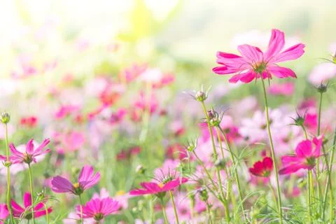 Soft, selective focus of Cosmos, blurry flower for background, colorful plant Stock Photos