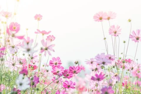 Soft, selective focus of Cosmos, blurry flower for background, colorful plant Stock Photos