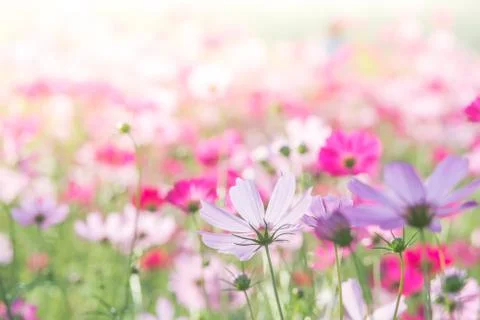 Soft, selective focus of Cosmos, blurry flower for background, colorful plant Stock Photos