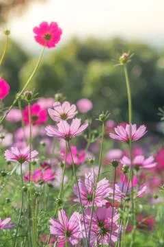 Soft, selective focus of Cosmos, blurry flower for background, colorful plant Stock Photos