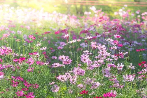 Soft, selective focus of Cosmos, blurry flower for background, colorful plant Stock Photos