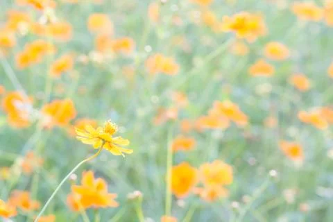 Soft, selective focus of cosmos, blurry flower for background, colorful plant Stock Photos