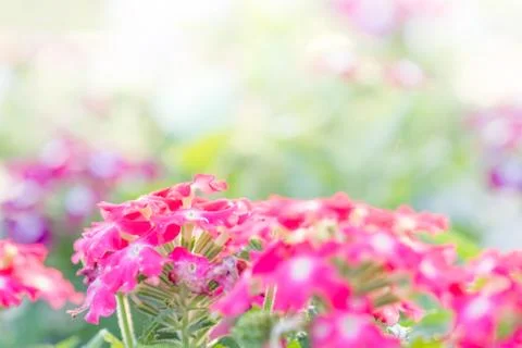 Soft, selective focus of flower, blurry flower for background, colorful plant Stock Photos