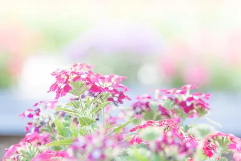 Soft, selective focus of flower, blurry flower for background, colorful plant Stock Photos