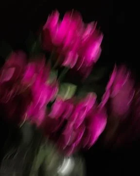 Soft selective focus, photo in motion, bouquet of dark red lilac tulips in glass Stock Photos