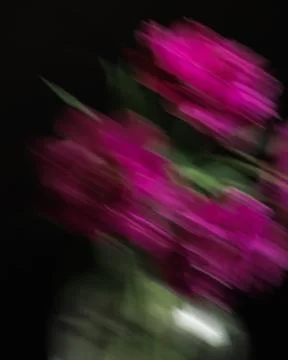 Soft selective focus, photo in motion, bouquet of dark red lilac tulips in glass Stock Photos