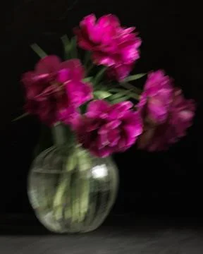 Soft selective focus, photo in motion, bouquet of dark red lilac tulips in glass Stock Photos