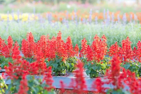 Soft, selective focus of red salvia, blurry flower for background, colorful p Stock Photos