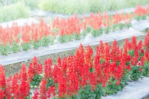 Soft, selective focus of red salvia, blurry flower for background, colorful p Stock Photos