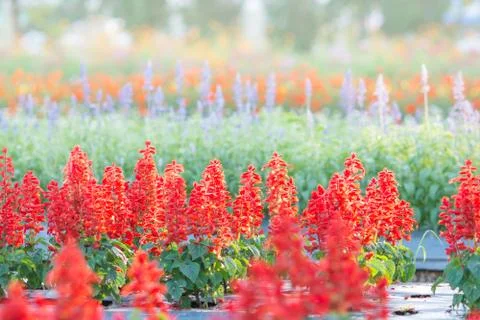 Soft, selective focus of red salvia, blurry flower for background, colorful p Stock Photos