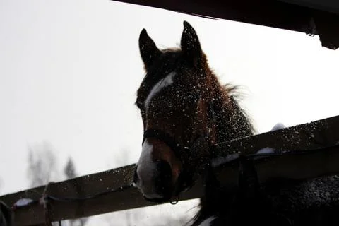Soft, sensitive nose young red horse with a white spot in halters . horse sta Free Stock Photos