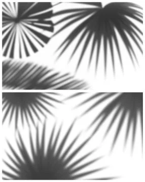 Soft shadow of palm leaves Stock Illustration