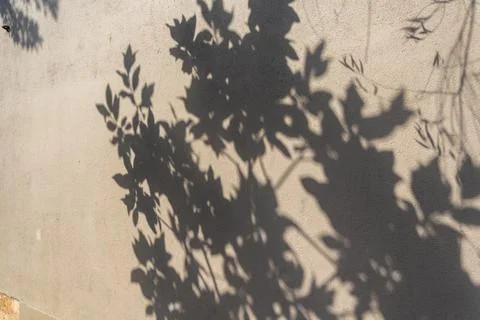 Soft shadows of foliage create a delicate pattern against a light-colored wal Stock Photos