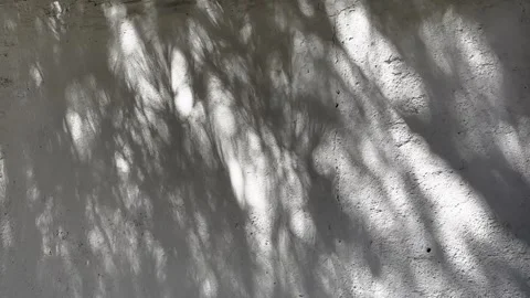 Soft shadows of trees, plants, leaves on a white stone concrete wall exterior Stock Footage 297966295