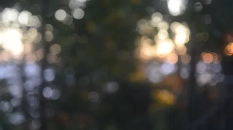 Soft Shallow Focus Abstract Bokeh Light through moving Trees at Sunset Stock Footage 53535991