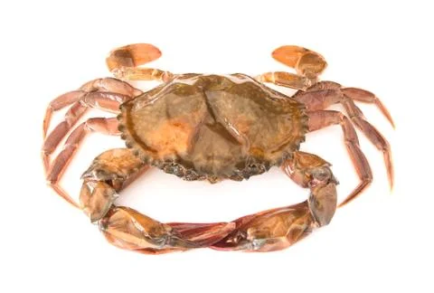 Soft shell crab Stock Photos