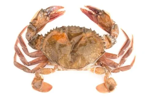 Soft shell crab Stock Photos
