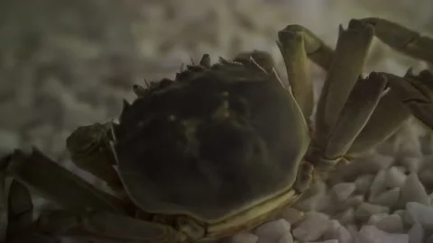 Soft shell crab walking underwater fresh alive seafood ingrediant Stock Footage 159149965