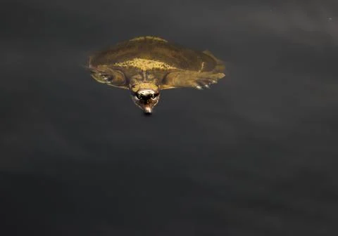 Soft Shell Turle Foto stock