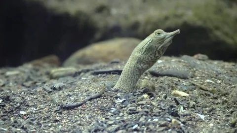 Soft shell turtle buried in sand crawls out Video stock 77028826