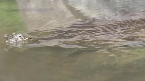 Soft shell turtle close of head wildlife nature animal Stock Footage 54295990
