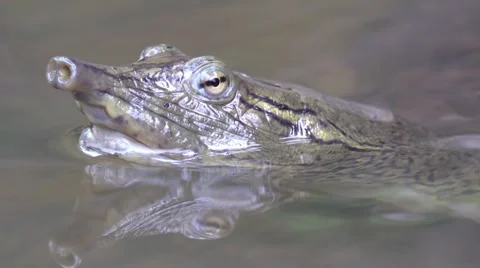 Soft shell turtle close of head wildlife nature animal Video stock 54296002