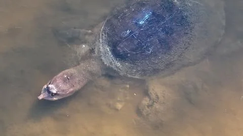 Soft Shell Turtle Close Up Miami FL 2025 Stock Photos