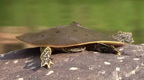 Soft shell turtle closeup back side wildlife nature animal Video stock 54101011