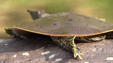 Soft shell turtle closeup back side nature wildlife nature animal Stock Footage 54101471