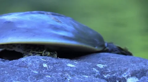 Soft shell turtle closeup crawls off rock Stock Footage 54100652