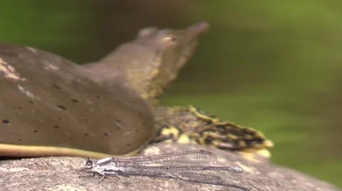 Soft shell turtle closeup focus from damselfly fly to turtle Stock Footage 54100643