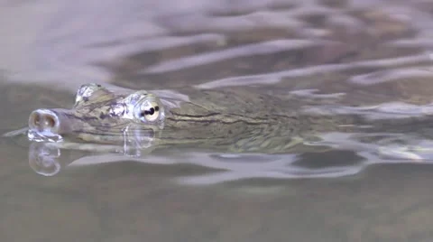 Soft shell turtle closeup of head opens mouth Stock Footage 54296078