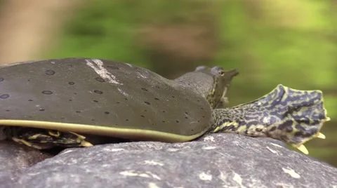 Soft shell turtle closeup opens mouth on river rock nature animal Stock Footage 54100954