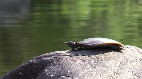 Soft shell turtle closeup stretches on river rock wildlife nature animal Stock Footage 54100885