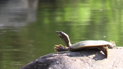 Soft shell turtle closeup stretches on river rock nature animal Stock Footage 54101027