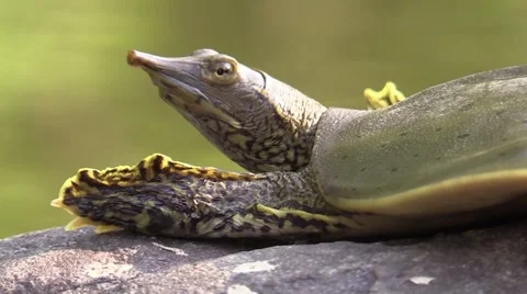 Soft shell turtle closeup wildlife nature animal Stock Footage 54100771
