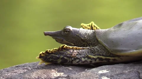 Soft shell turtle closeup wildlife nature animal Vidéo 54100923