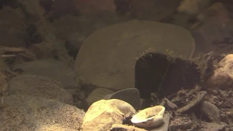 Soft shell turtle digging for food on river bottom closeup Stock Footage 76929378