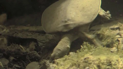 Soft shell turtle digging for food on river bottom Stock Footage 76929403