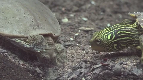 Soft shell turtle fends off attack Stock Footage 77028164