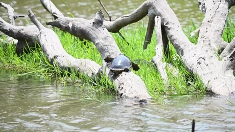 Soft shell turtle on a log in the stream in Bandhavgarh national park Stock Footage 277487290
