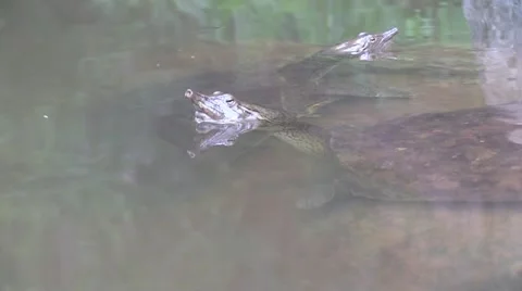 Soft shell turtle pair close up wildlife nature animal Stock Footage 54296568