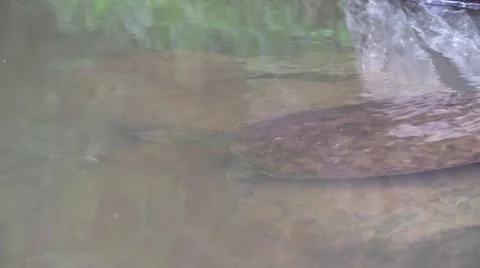 Soft shell turtle pair wildlife nature animal Stock Footage 54296613