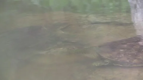 Soft shell turtle pair zoom in wildlife nature animal Stock Footage 54296586