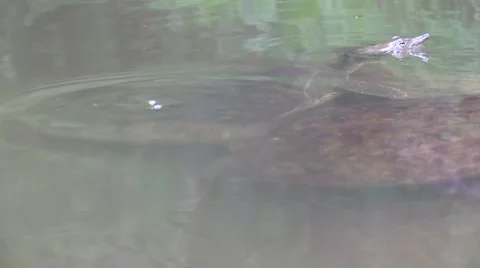 Soft shell turtle pair zoom in wildlife nature animal Stock Footage 54296619