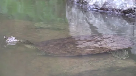 Soft shell turtle pair zoom in wildlife nature animal Stock Footage 54296621