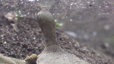 Soft shell turtle on river bottom nose above water for air Stock Footage 76928688