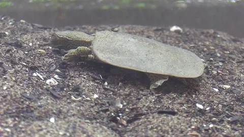 Soft shell turtle on river bottom comes up for air Stock Footage 76928730