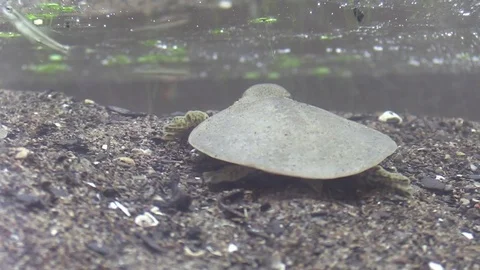 Soft shell turtle on river bottom Stock Footage 76928737