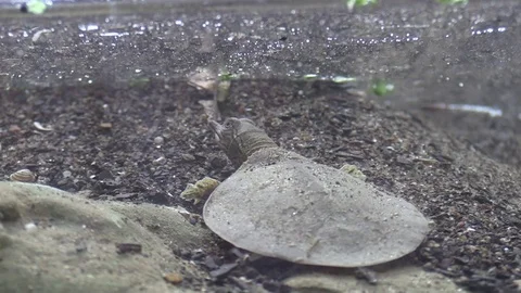 Soft shell turtle on river bottom reaches for air nose above water Stock Footage 76929090